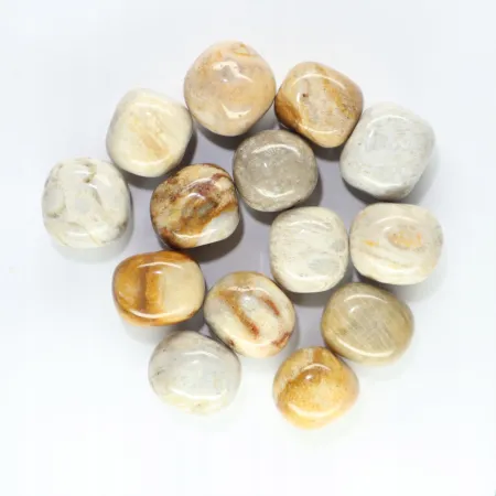 Koral skamieniały kwiatowy flower rozmiar średni 1szt