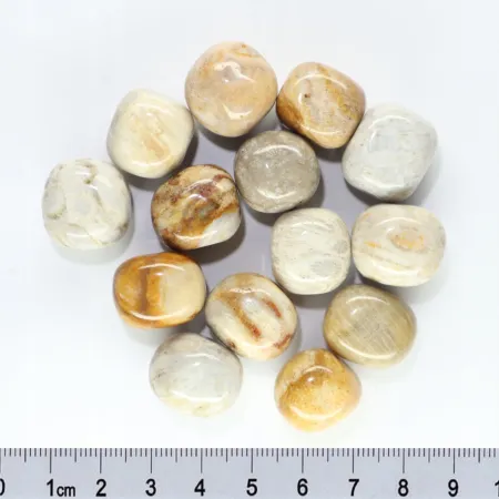 Koral skamieniały kwiatowy flower rozmiar średni 1szt