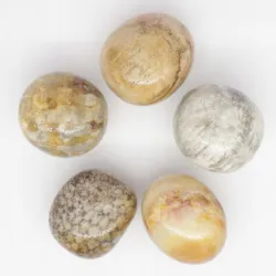 Koral skamieniały kwiatowy flower rozmiar M 1szt.