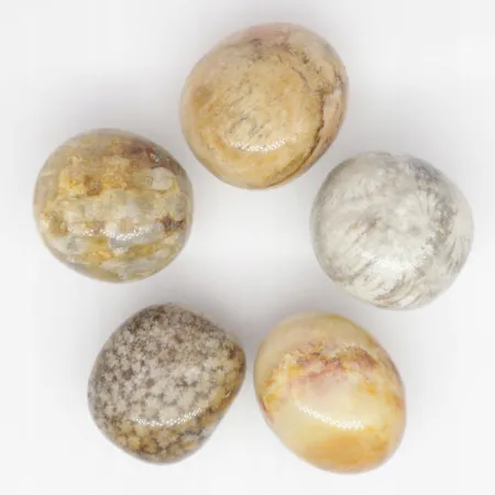 Koral skamieniały kwiatowy flower rozmiar M 1szt.