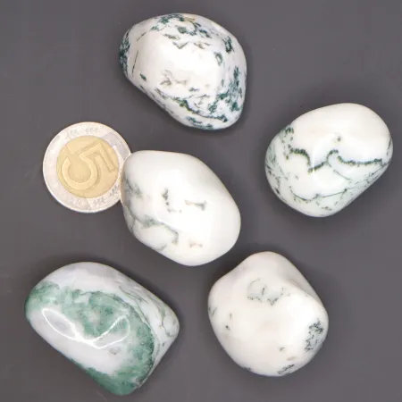 Agat drzewny duży otoczak kamień czakry naturalny rozmiar XL biały 1szt.